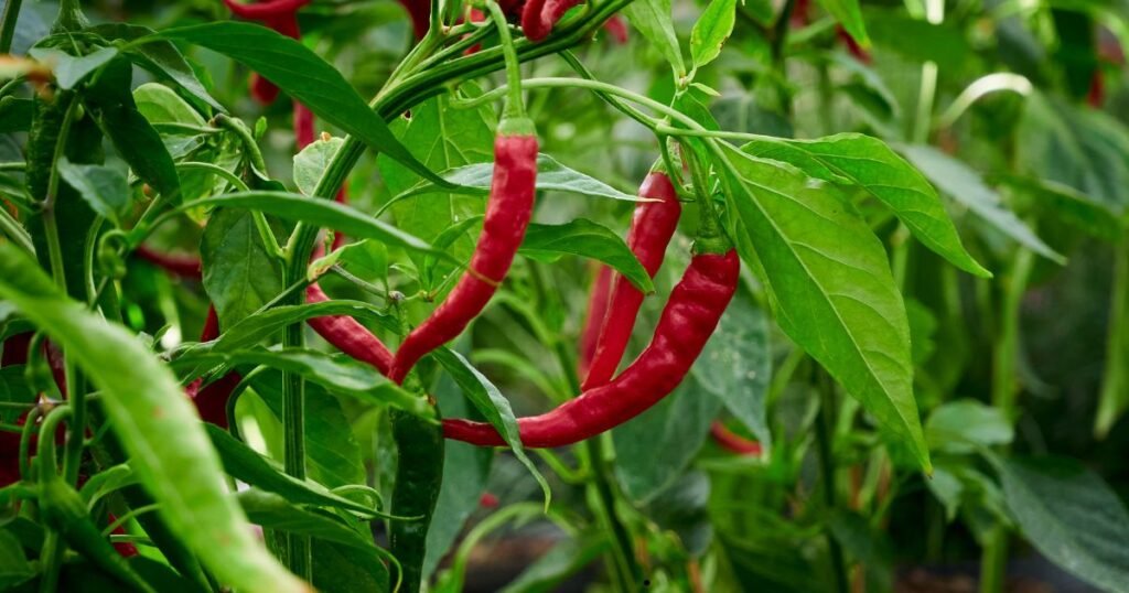 best fat burning foods